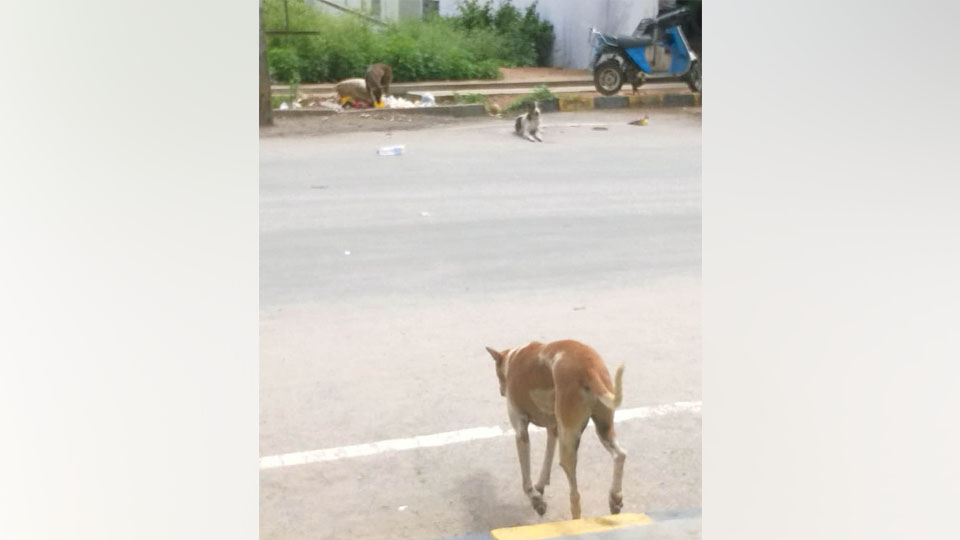 Stray dog menace in Rajiv Nagar