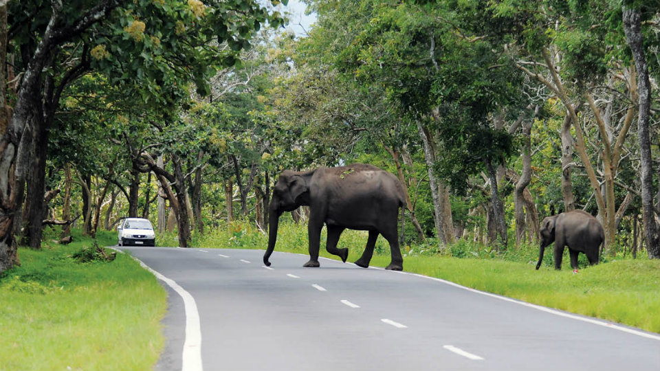 Bandipur night traffic ban will stay, says Forest Minister