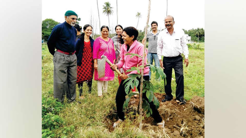 Residents urged not to plant saplings under overhead power lines