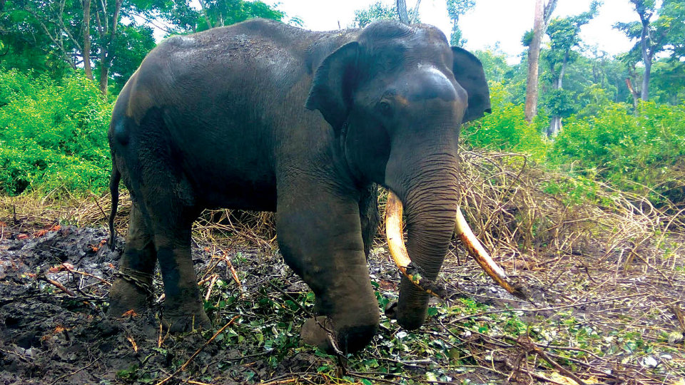 Tusker in Trouble : Forest officials in Kodagu grapple to generate funds to treat injured elephant