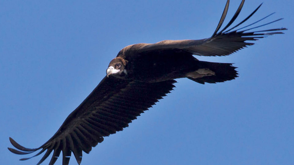 Very rare vulture sighted at Kabini Backwaters