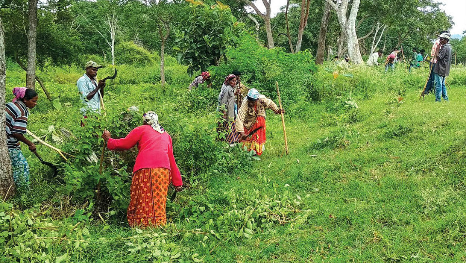 Forest staff clear weeds along Bandipur Road