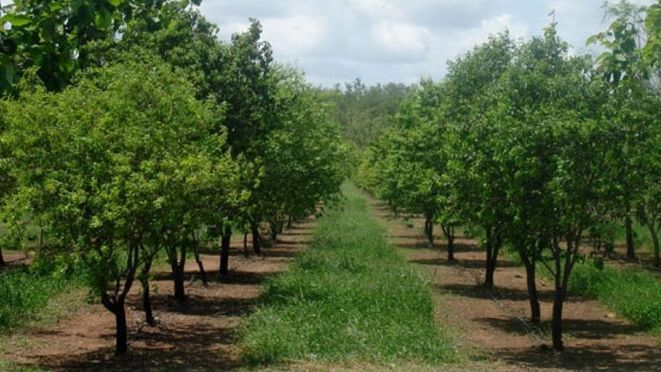 Sandalwood cultivation awareness prog. on Aug.12