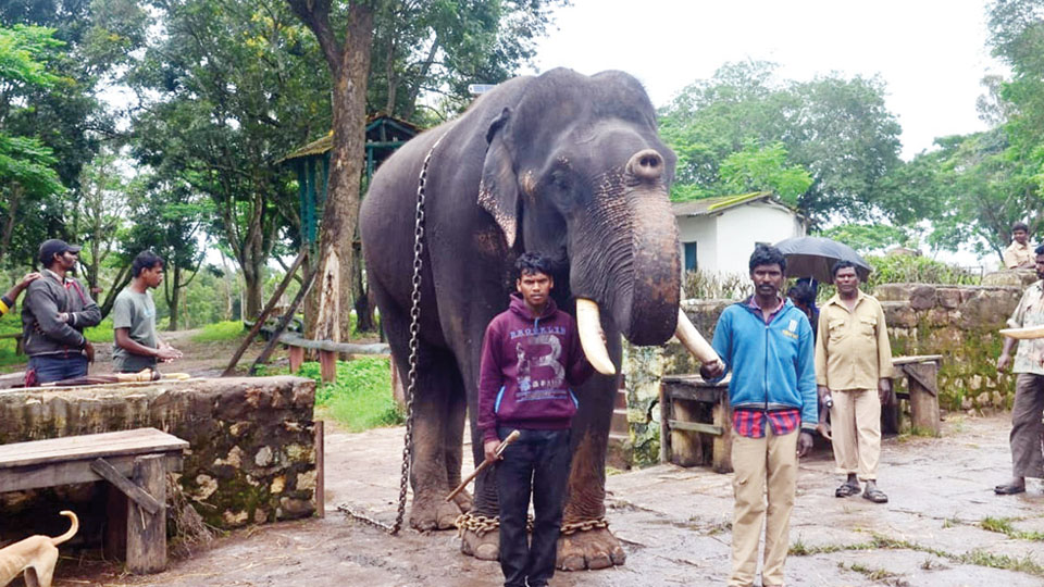 Tamed ‘Dhananjaya’ touted as future Ambari elephant
