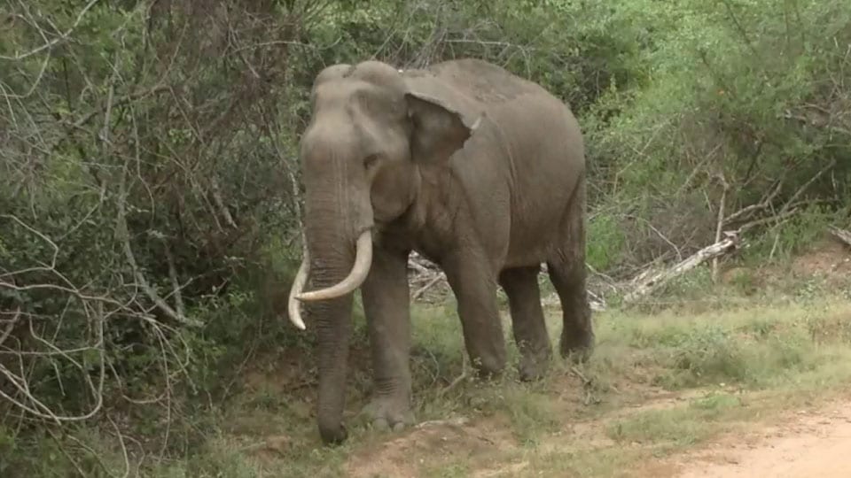 Elephant tramples man to death at Sargur