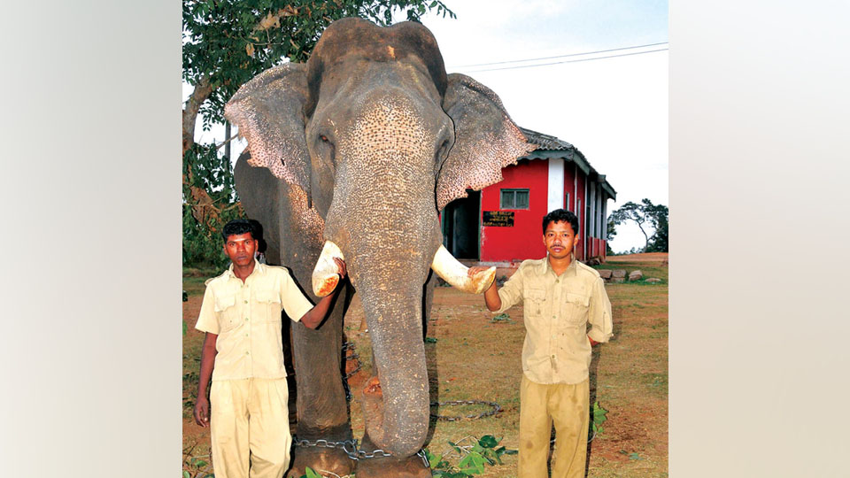 Untimely death of Mahout Shankara: Elephant Gajendra not to participate in this year’s Dasara