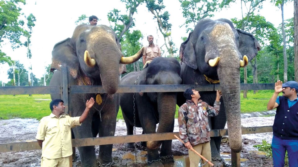 Dasara elephants groomed, well fed for Gajapayana