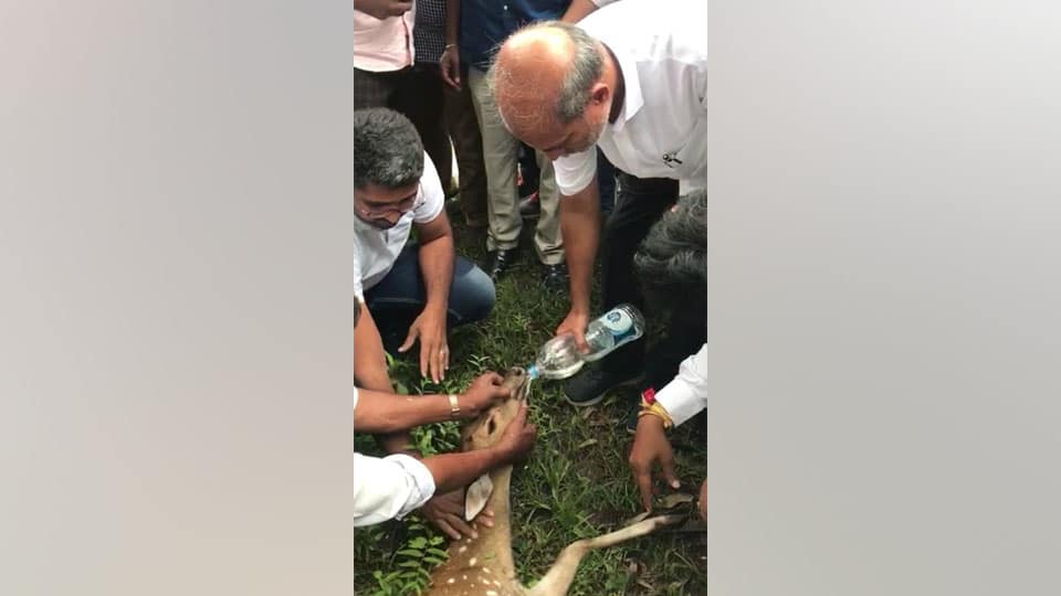 Minister comforts injured deer