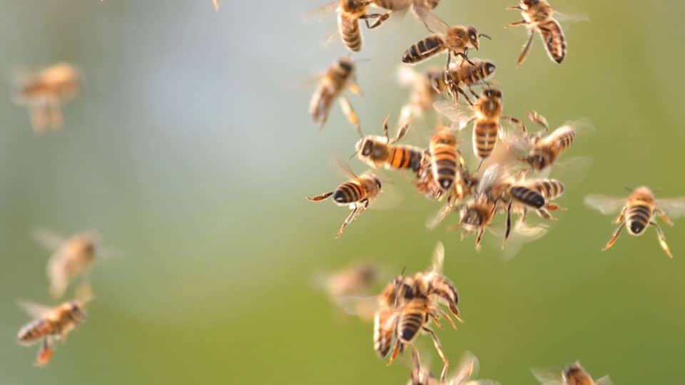 Bee attack at Periyapatna, Chamarajanagar leaves one dead, 20 injured