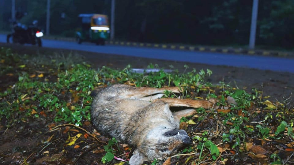 Another Jackal dies in roadkill near Gangothri