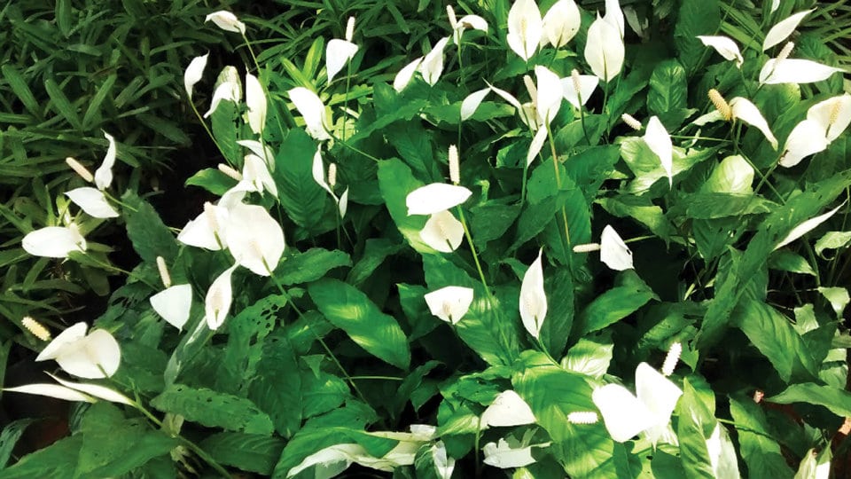 Peace Lily: The exotic tropical beauty with  perky snow-white flowers