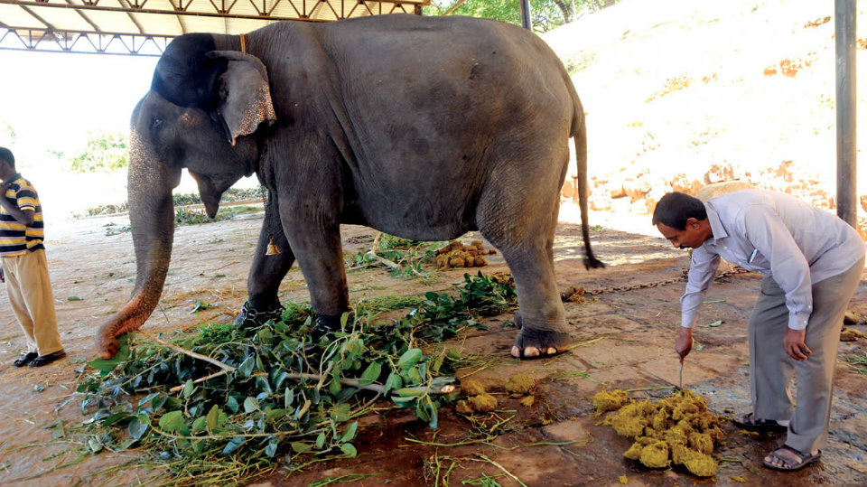 Golden Poo: Elephant dung in demand