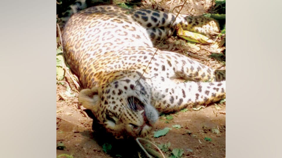Leopard caught in snare, dies