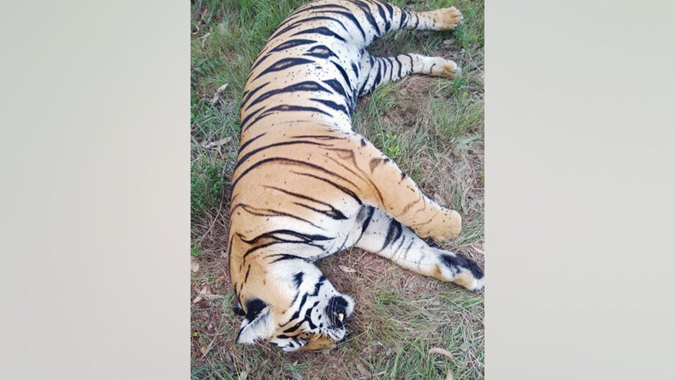 Tigress found dead near Harohalli