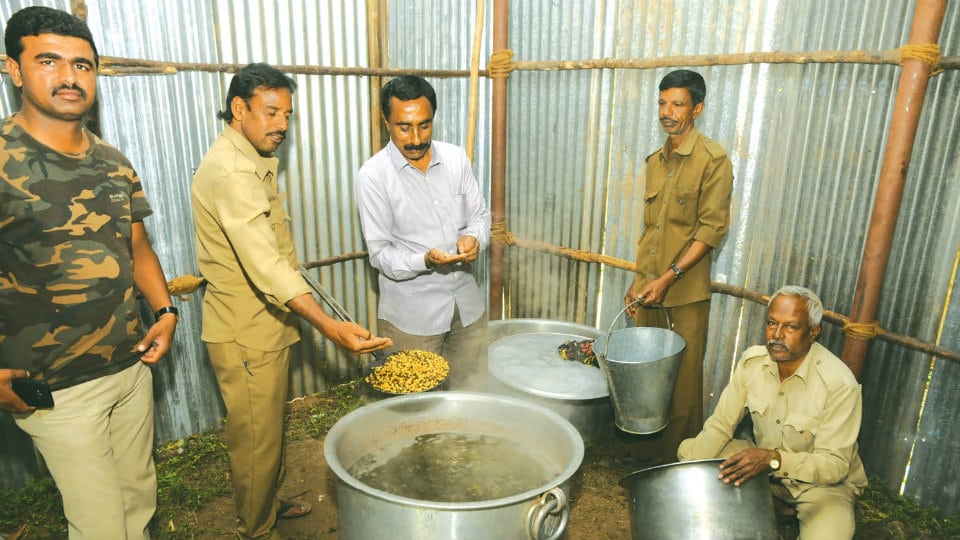 Dasara Jumbos under special diet