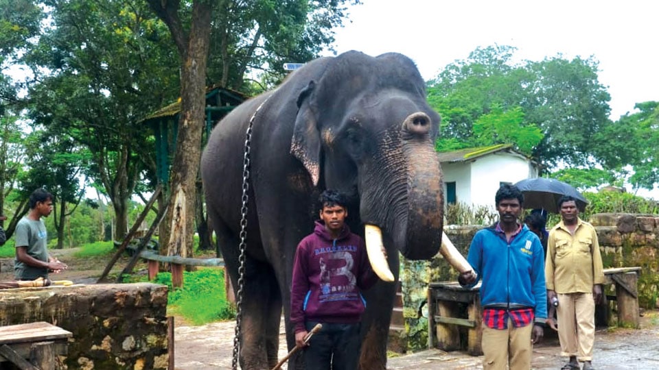 Dhananjaya makes it to first batch of elephants