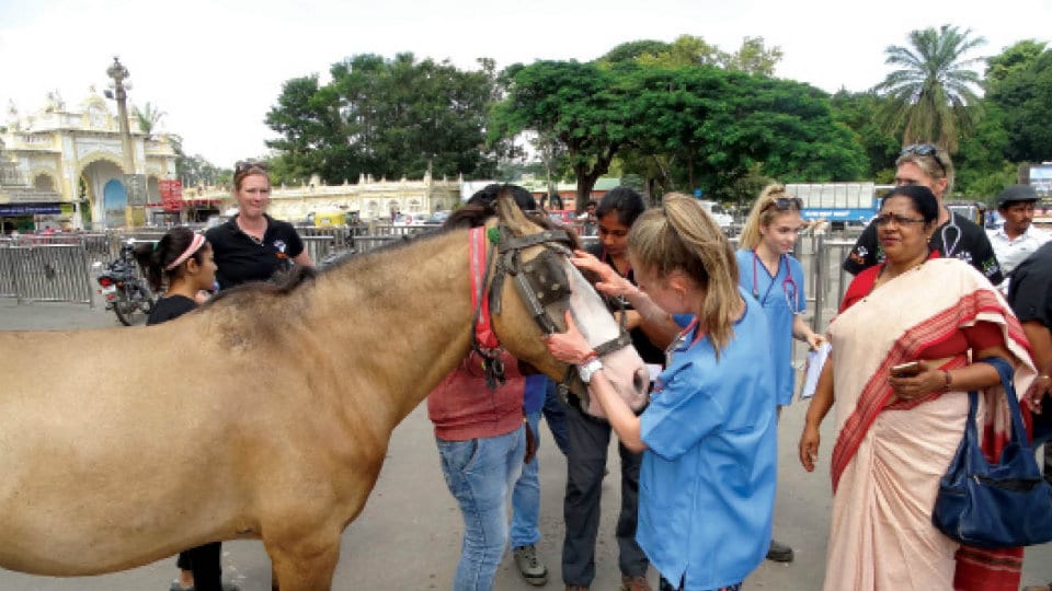 Tonga horses get a health check-up: Vets from Australia, Finland and South Africa offer free service