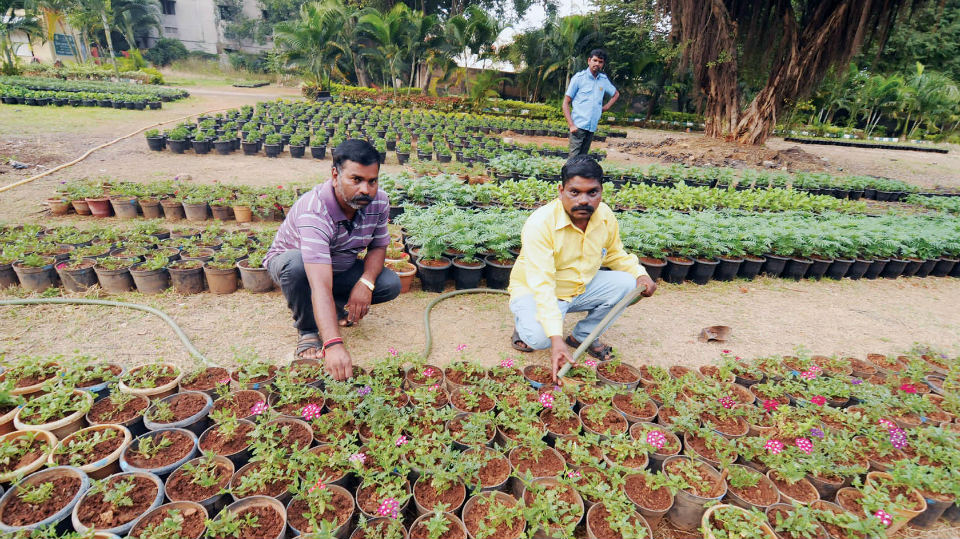 Dasara Flower Show preparations in full swing