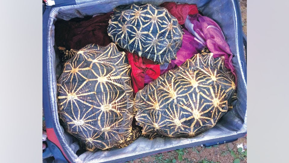 Two persons transporting Star Tortoises arrested