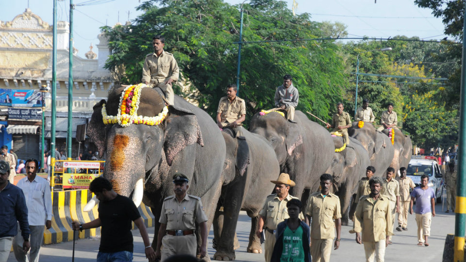 Howdah elephant Arjuna weighs 5,650 kg
