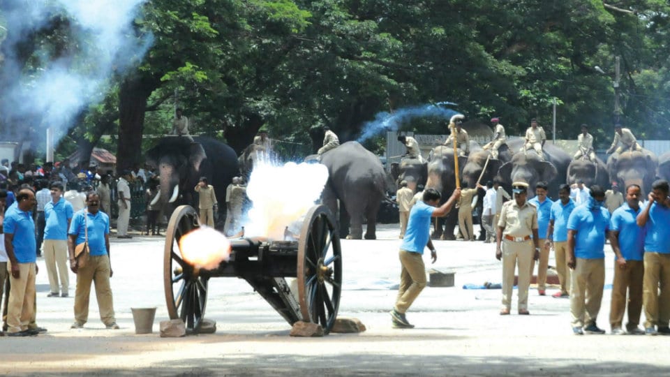 Dasara Jumbos acclimatised to cannon sound