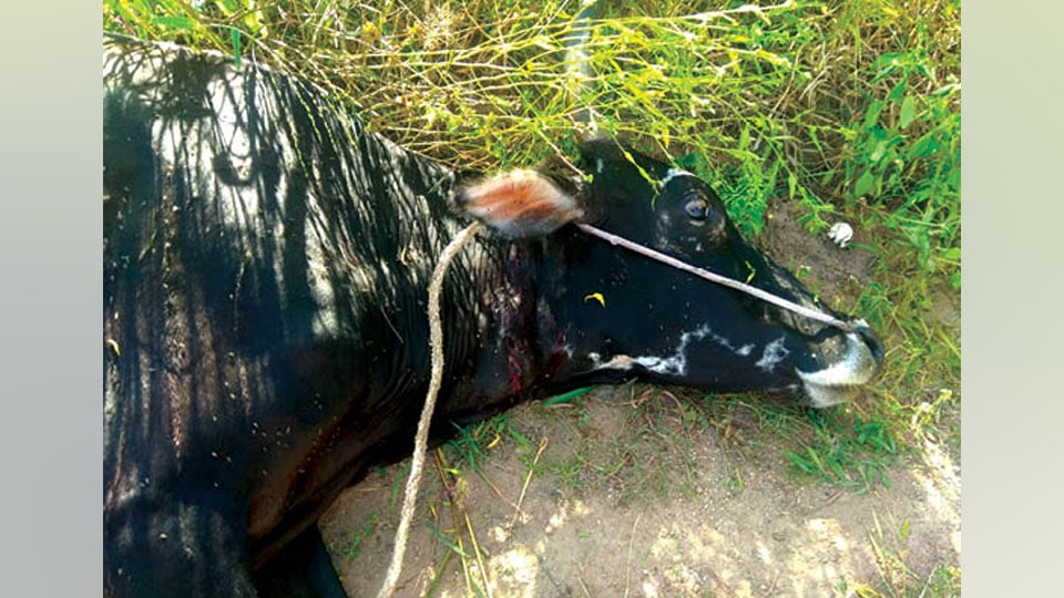 Tiger attack leaves cow seriously injured at Hanagodu