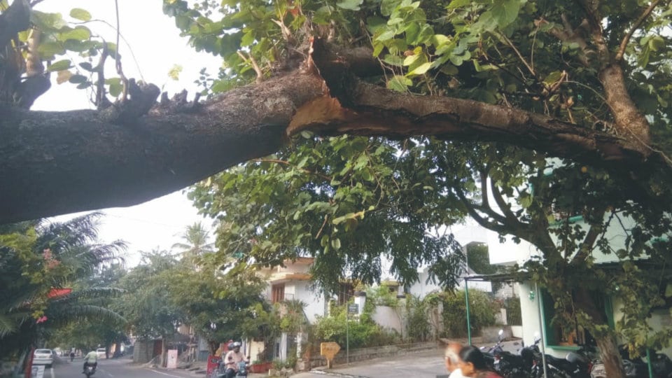 Damaged tree branch posing danger at Gokulam
