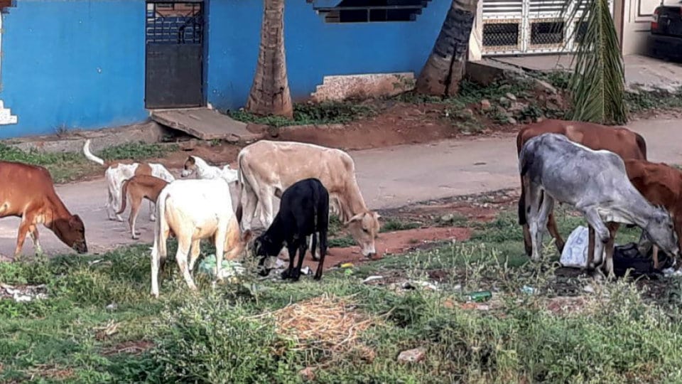 Household waste dump attracting cattle, dogs at Bannimantap