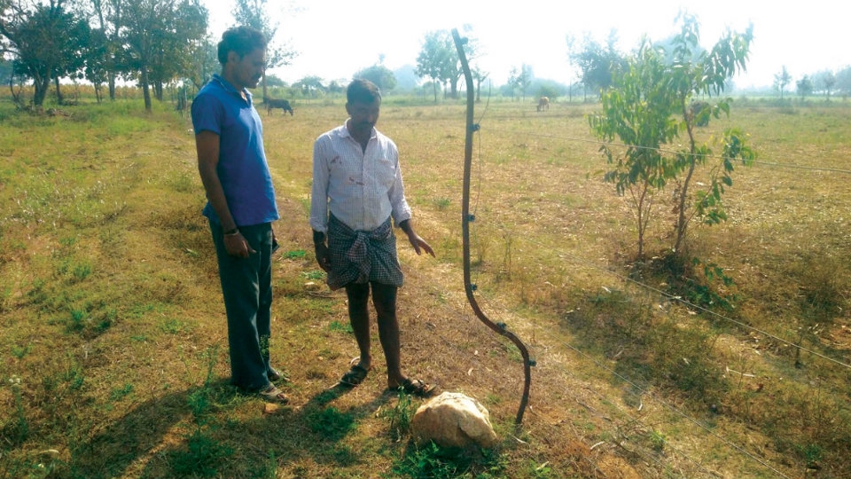 Elephant menace: Periyapatna villagers living under threat