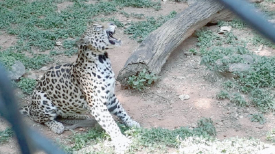 Jaguar-cobra fight to death at Mysuru Zoo