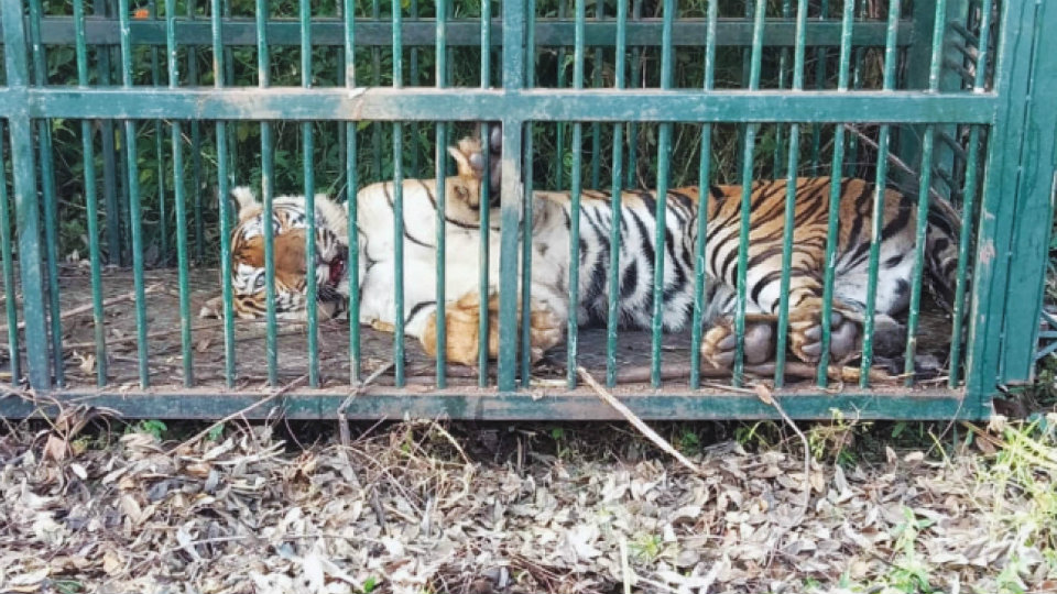 Elusive tigress trapped at Metikuppe range