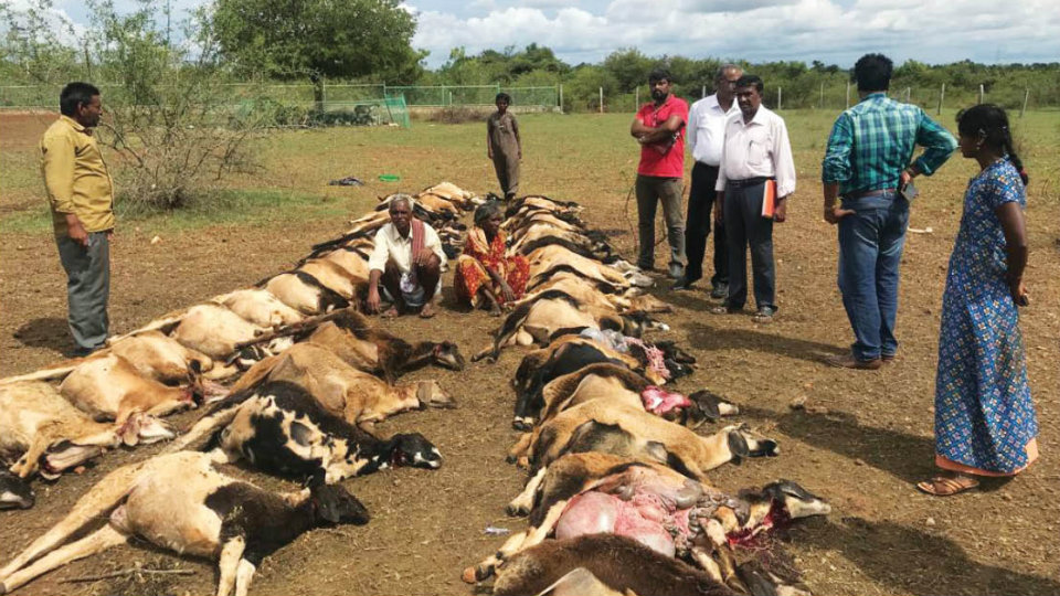 Sudden death of 50 sheep shocks shepherds