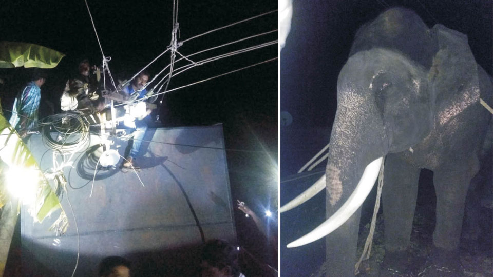 Miraculous escape for elephant Gopalaswamy as truck carrying him hits electric pole