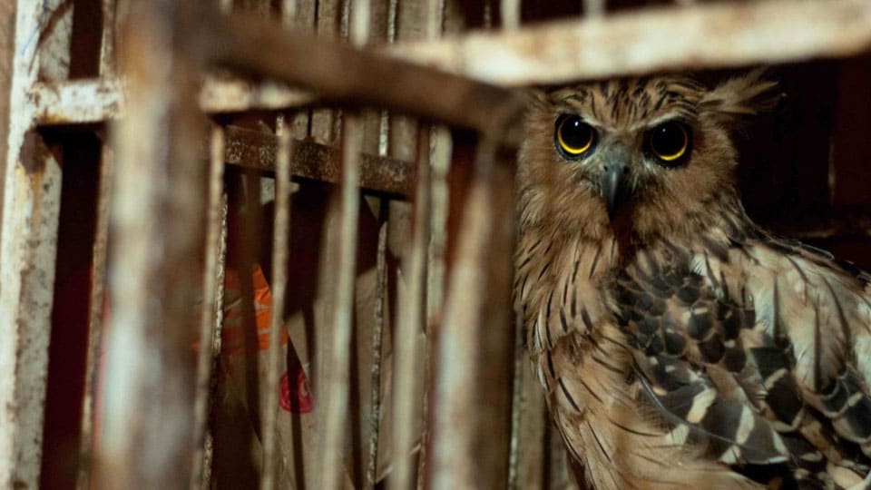 Two held for illegally transporting owl