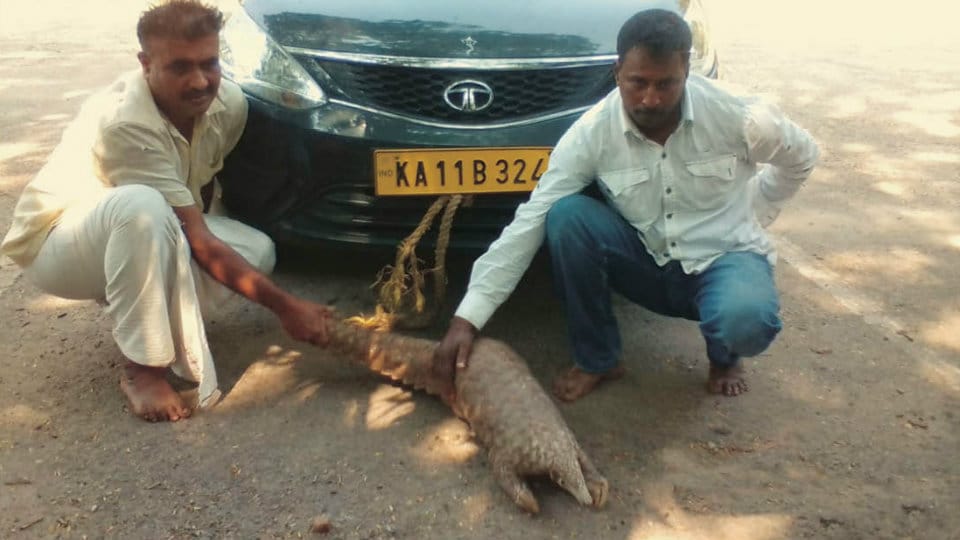 Two arrested for attempting to sell Pangolin