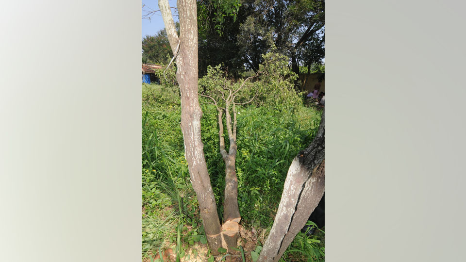 Bid to cut sandalwood tree foiled at Mysore Race Club