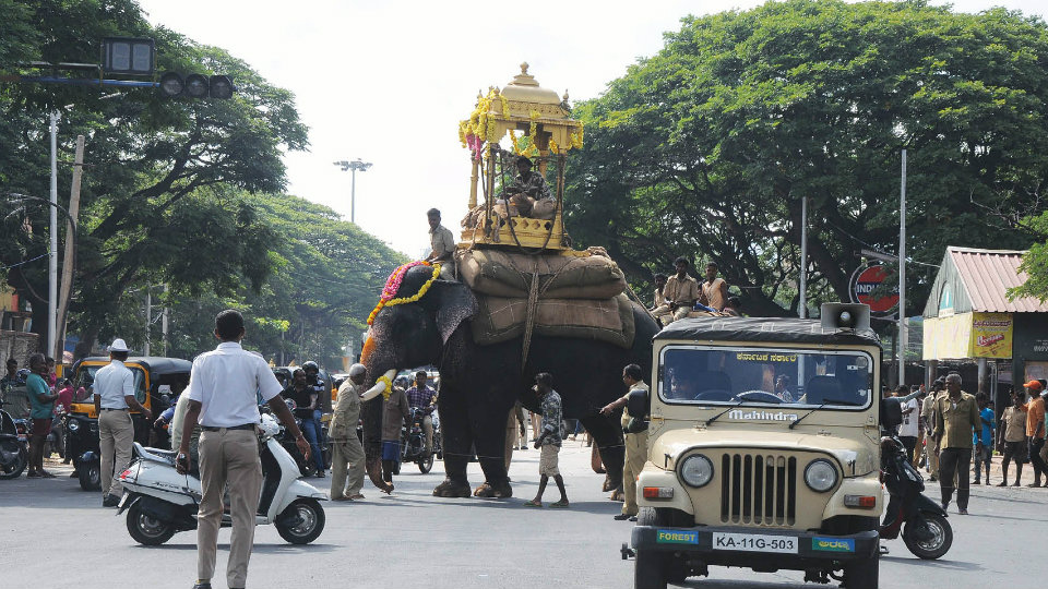 Dangling wire obstructs wooden howdah-carrying Arjuna