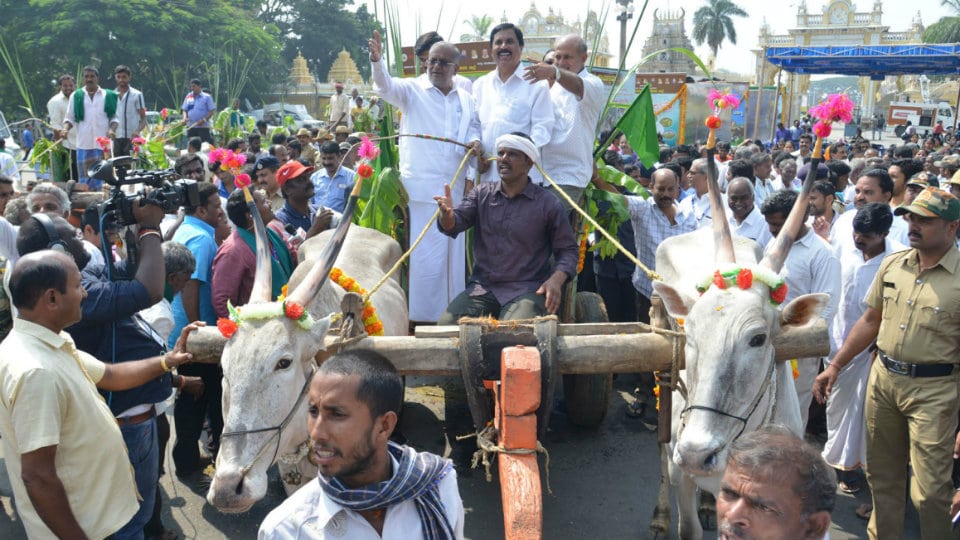 Raitha Dasara: Folk troupes, bullock carts, ‘Banduru’ sheep breed steal the show