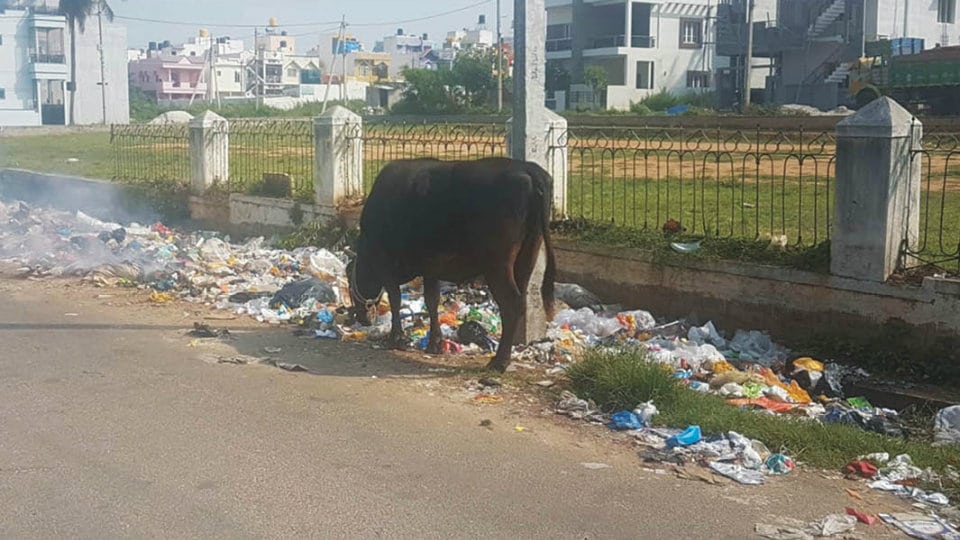Plea to clear garbage in Rajiv Nagar