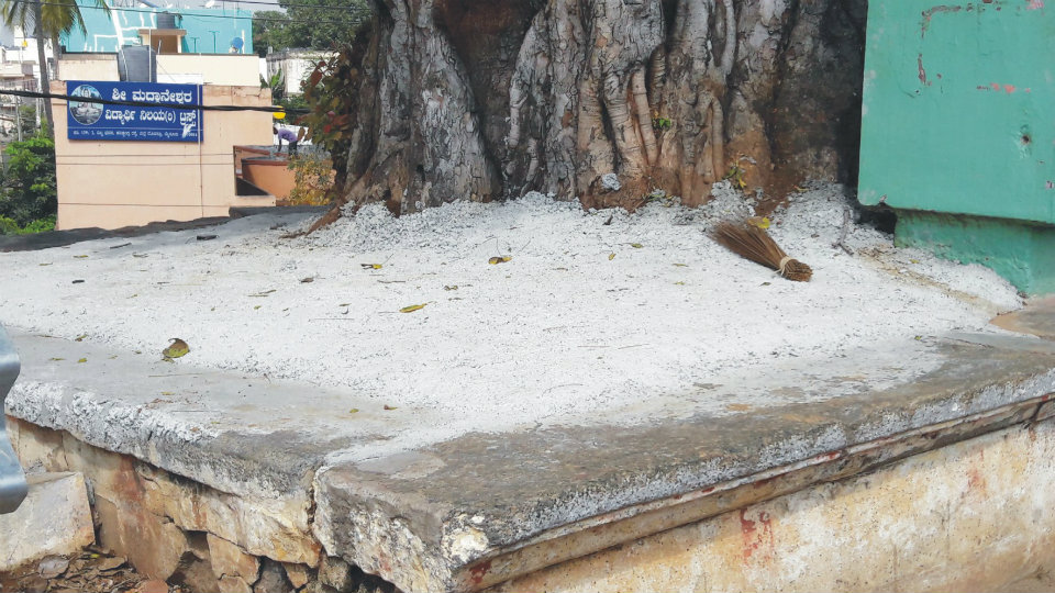 Banyan tree on Mysuru-Bengaluru road crying for attention