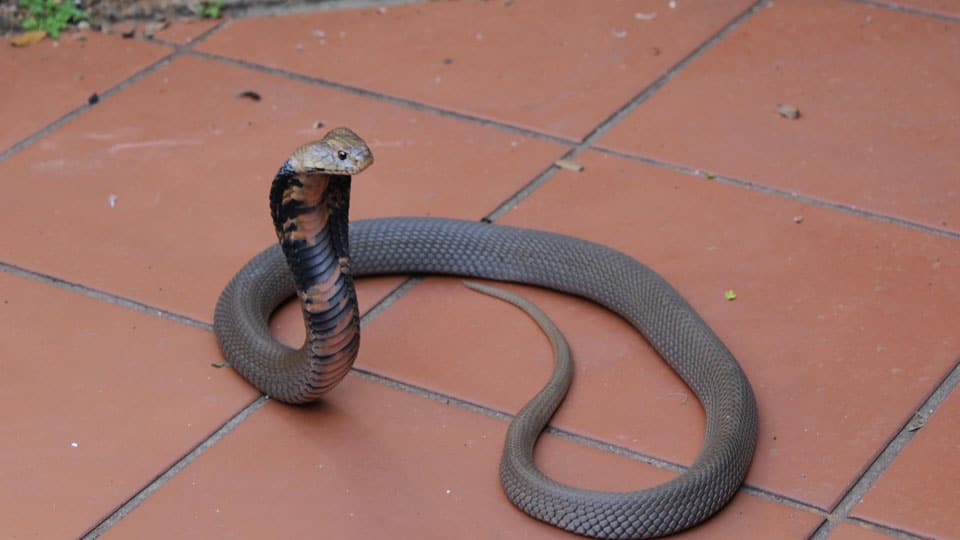 Snake tangled to bike wheel rescued