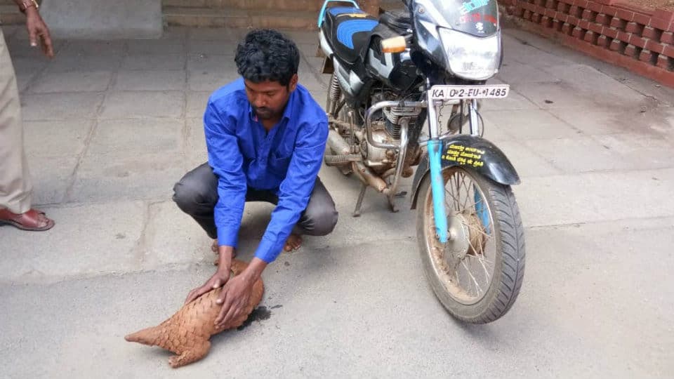 Youth held for attempting to sell Pangolin