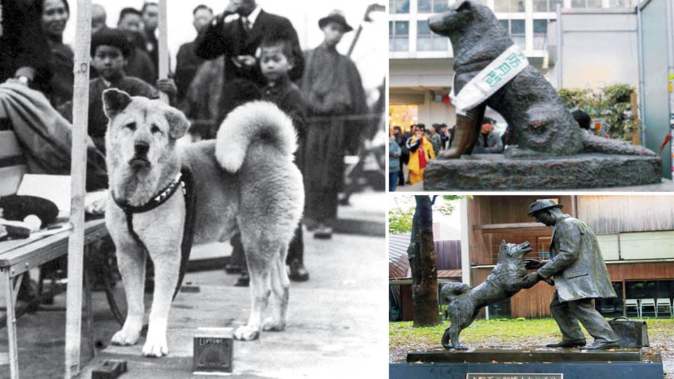 Hachiko: The most loyal Japanese dog
