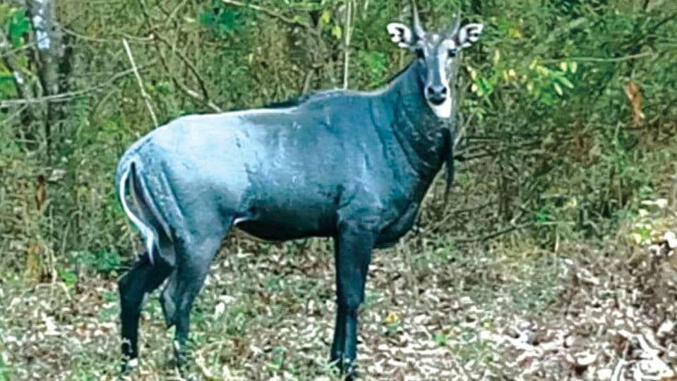 Rare Neelgai that was spotted at Bhadra Tiger Reserve dies