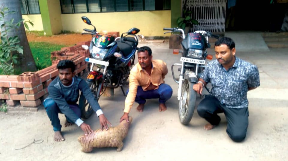 Three arrested for attempting to sell Scaly Anteater