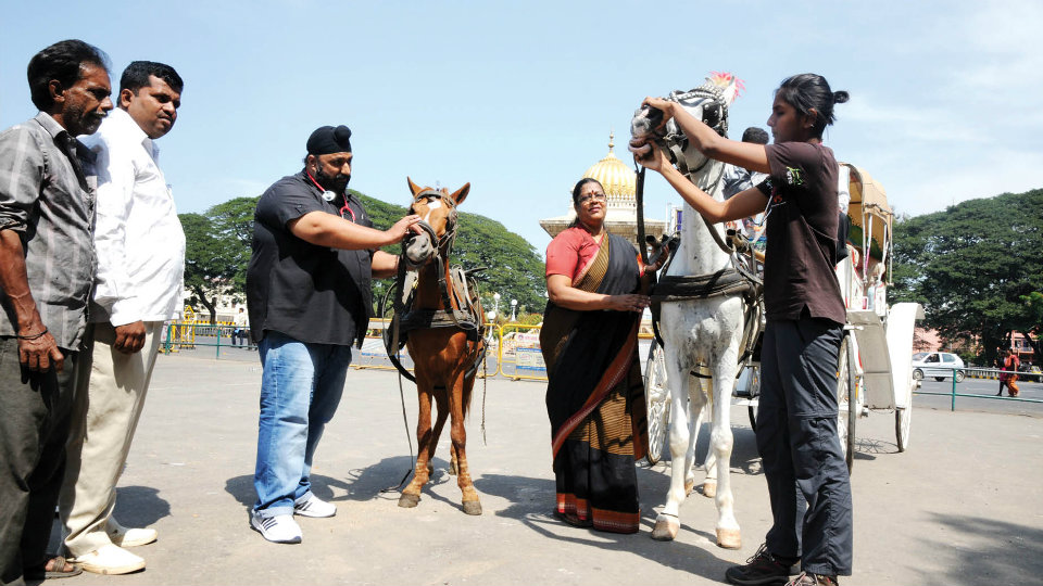 Tonga horses undergo health check-up