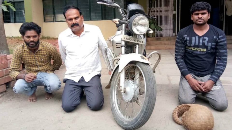Trio trying to sell pangolin arrested