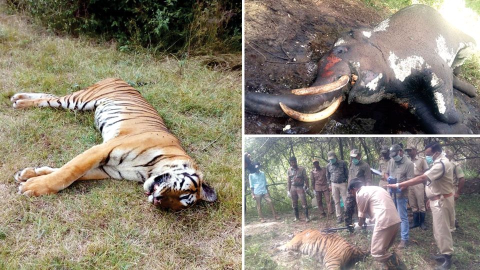 Two tigers, tusker found dead