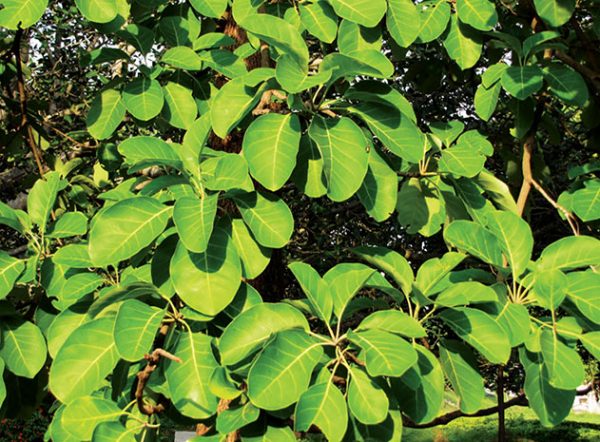 Vibhitakah: The wonder tree of herbal medicine - Star of Mysore