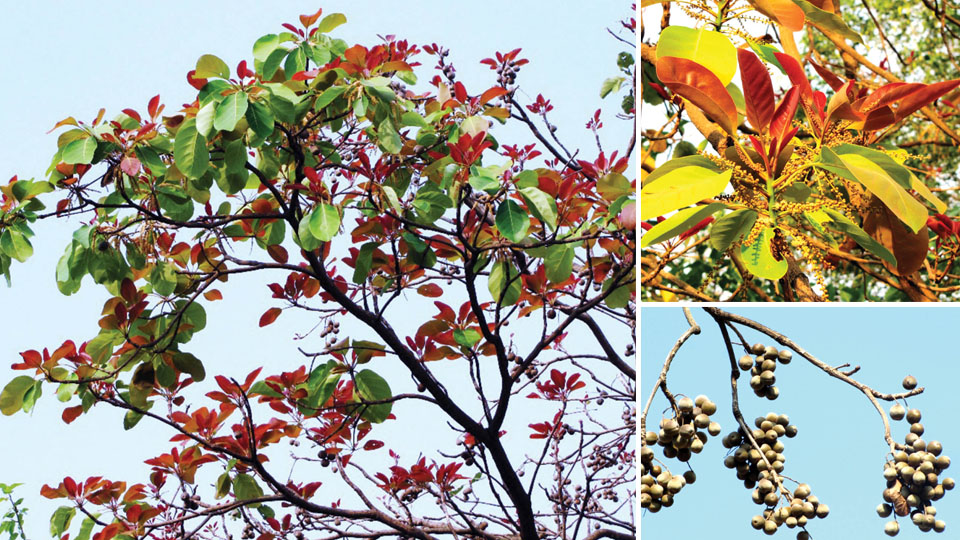 Vibhitakah: The wonder tree of herbal medicine